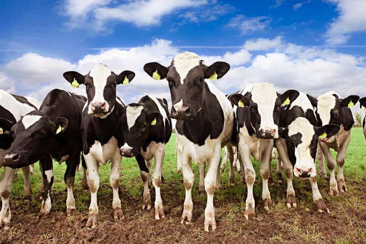 Mootral looking to reduce methane intensity, improve health and productivity in dairy cows 
