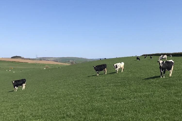 Dairy industry unites to call for immediate action