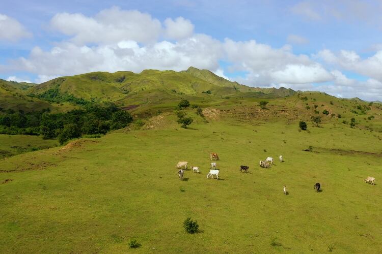 Philippines dairy sector urged to ramp up production
