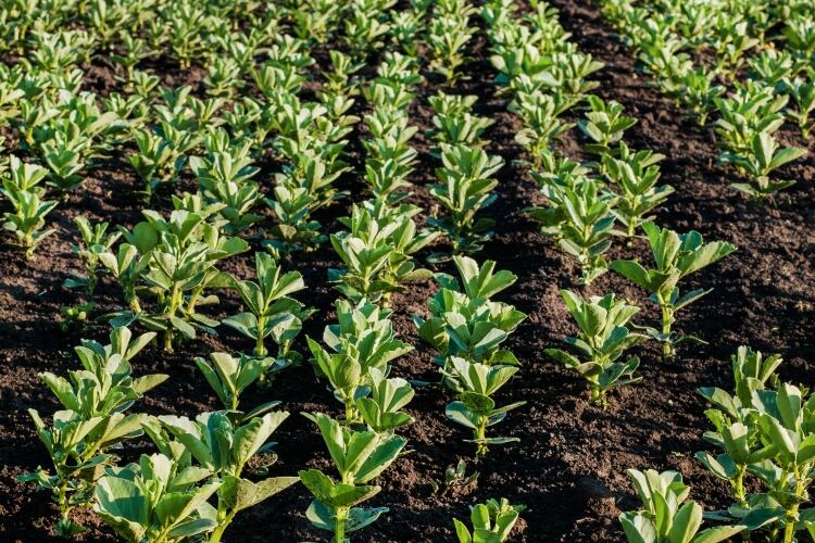 Australian Plant Proteins secures Bunge investment