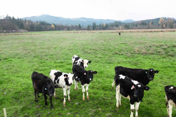 Neutral-cows.jpg