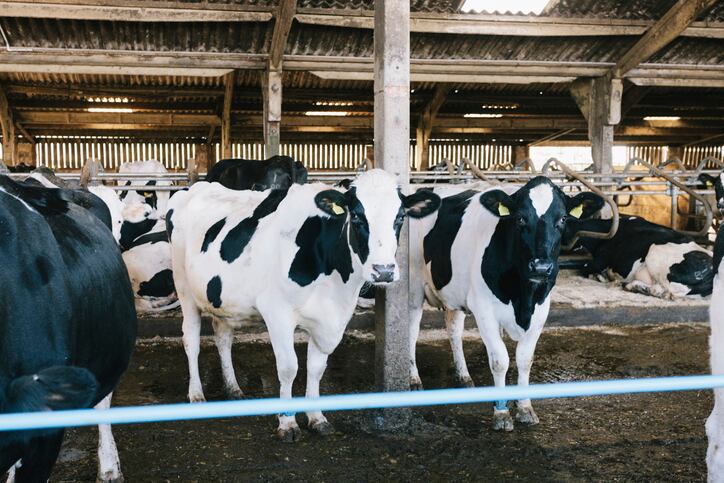 New palm-free fat supplement set to increase milk yields and quality 