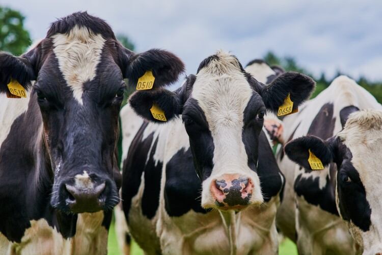 ‘Cack-handed and chaotic’: ICMSA bemoans lack of clarity over Irish nitrogen rules