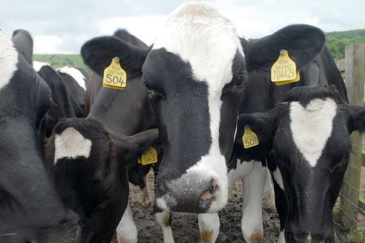 Milk cost study shows gap between production costs and producer prices