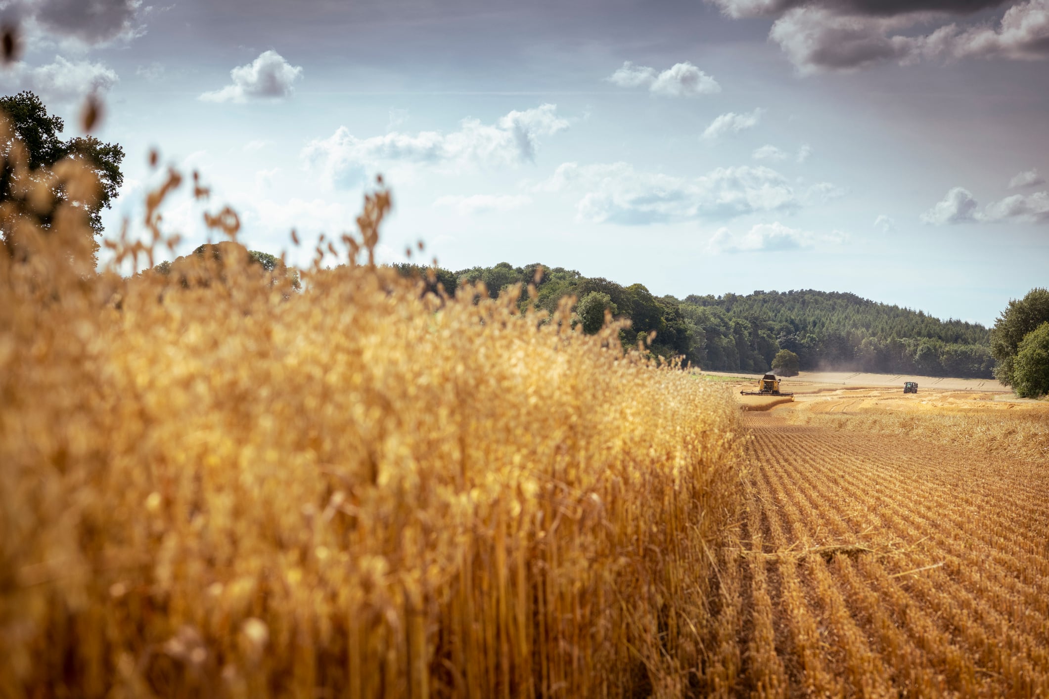 Danone focuses on long-term regenerative practices to help oat farmers.