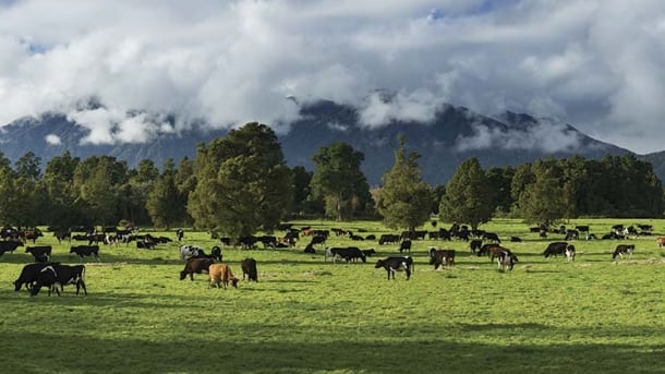 Westland reduces payout prediction