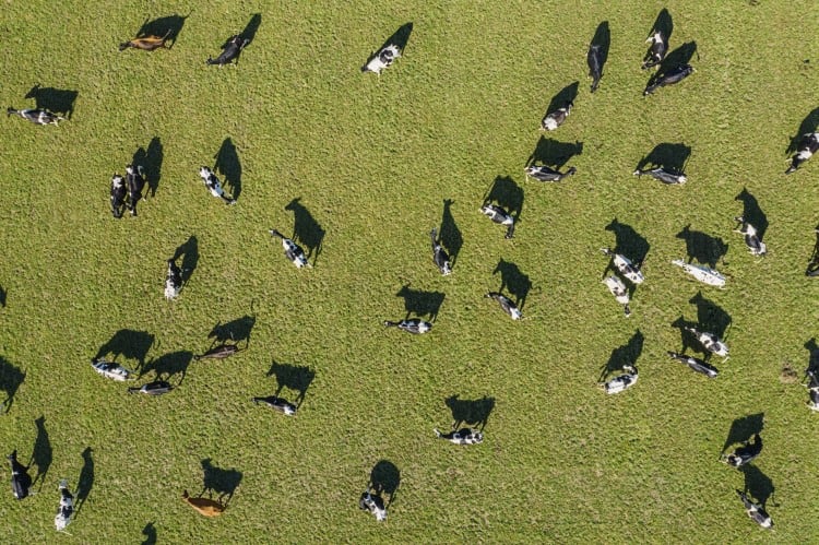 USA: Latest Ag Census highlights the extent of consolidation in US dairy