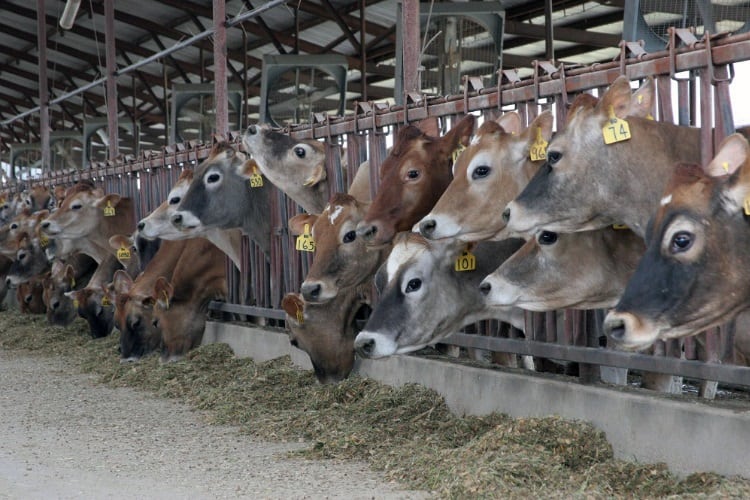 Conservation pays on US dairy farms, even in a weak economy