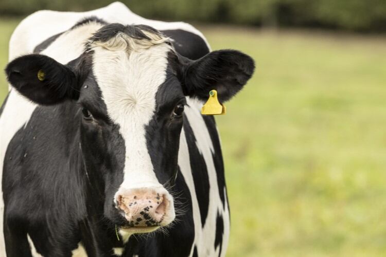 Rabobank Global Dairy Top 20: Turnover gains send Dairy Farmers of America ahead of Nestlé, Danone