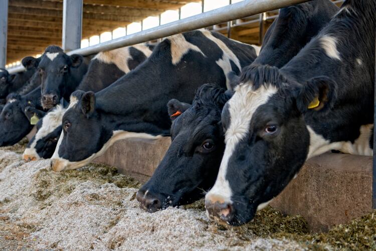 From carbon-cutting additives to solar panels: How farmers can improve nutrition and reduce emissions