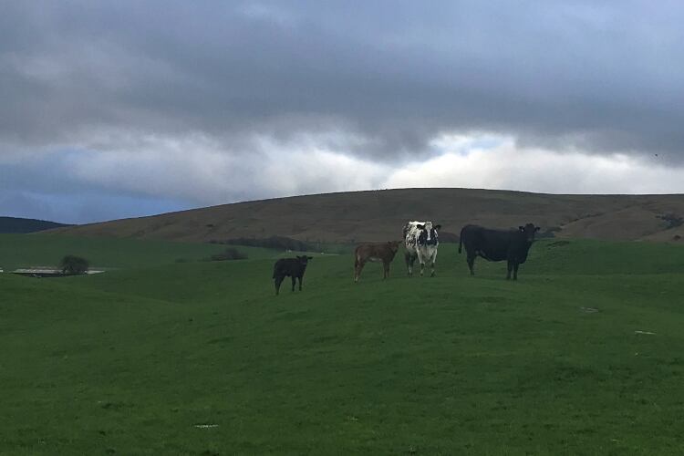 Maxum Foods dairy commodity update for March