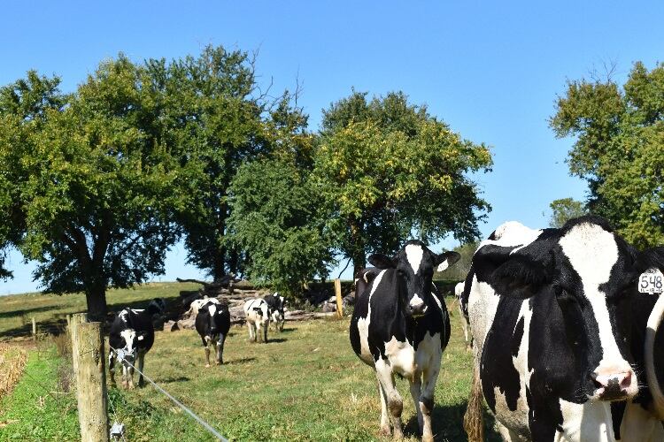 Turkey Hill forms Clean Water Partnership to support dairy farmers
