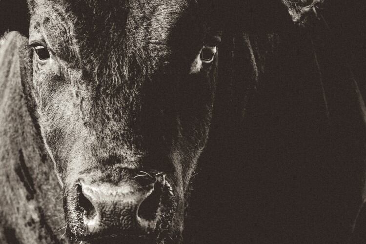 Canada to invest CA$1.7m to improve beef and dairy cattle genetics