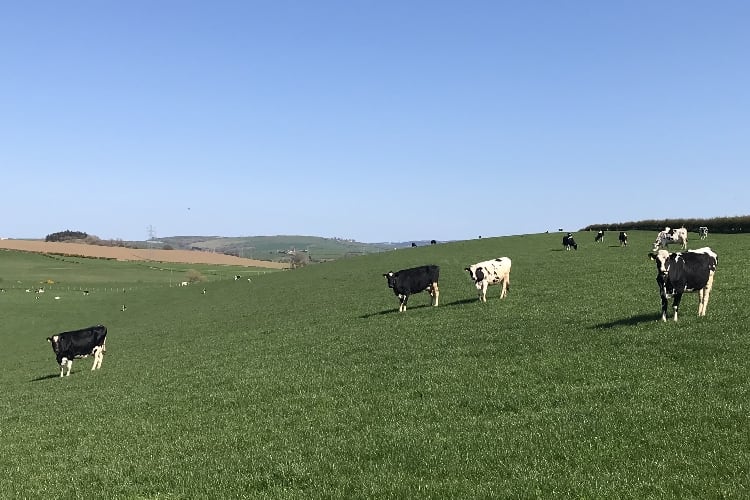 RABDF-survey-shows-more-than-1m-liters-of-milk-discarded.jpg