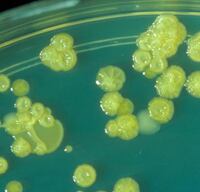 cronobacter_b200px.jpg