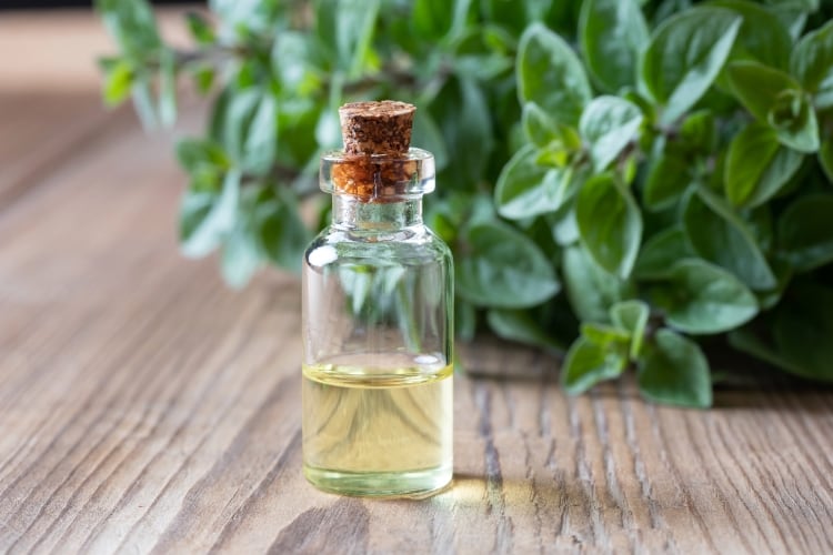 Study shows oregano oil boosts milk production