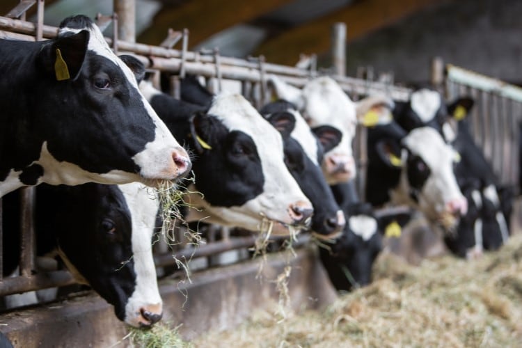 Bovaer maker dsm-firmenich to split from Animal Nutrition & Health division