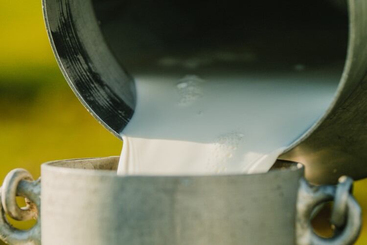 Improved outlook: Fonterra raises farmgate milk price forecast