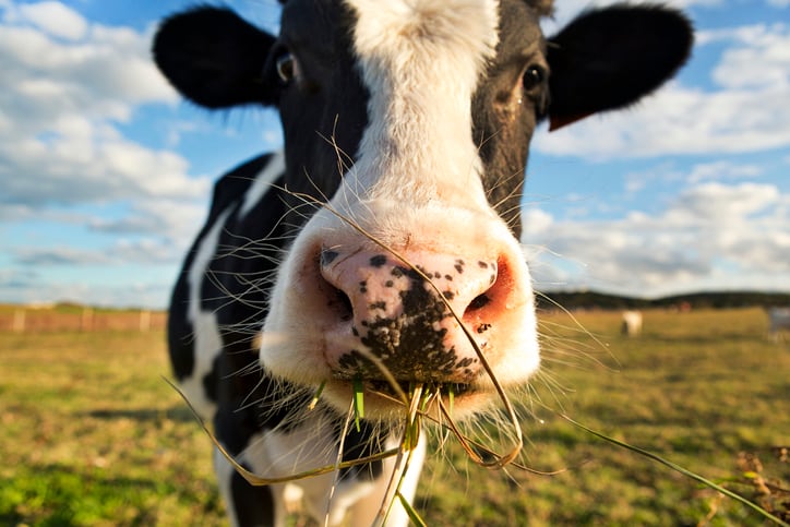 Genetic research accelerates fight against bovine TB