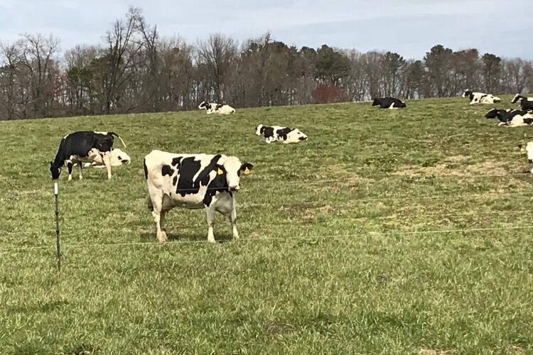 virginia.jpg