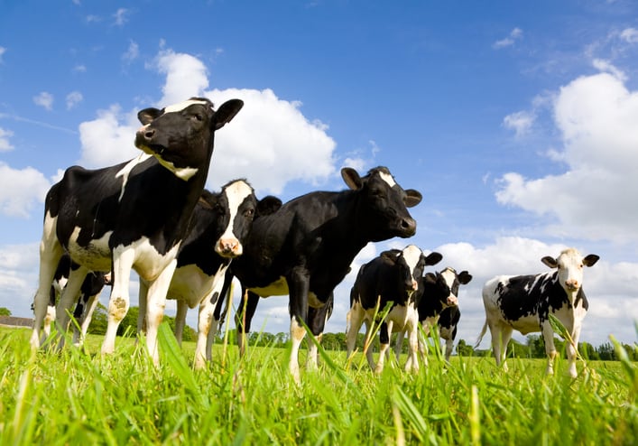 Gen AI supercharges research into safe methane inhibitors for cattle