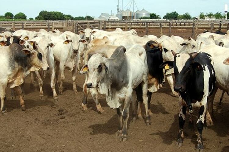 Duke Energy teams with SustainRNG to develop renewable natural gas on dairy farms