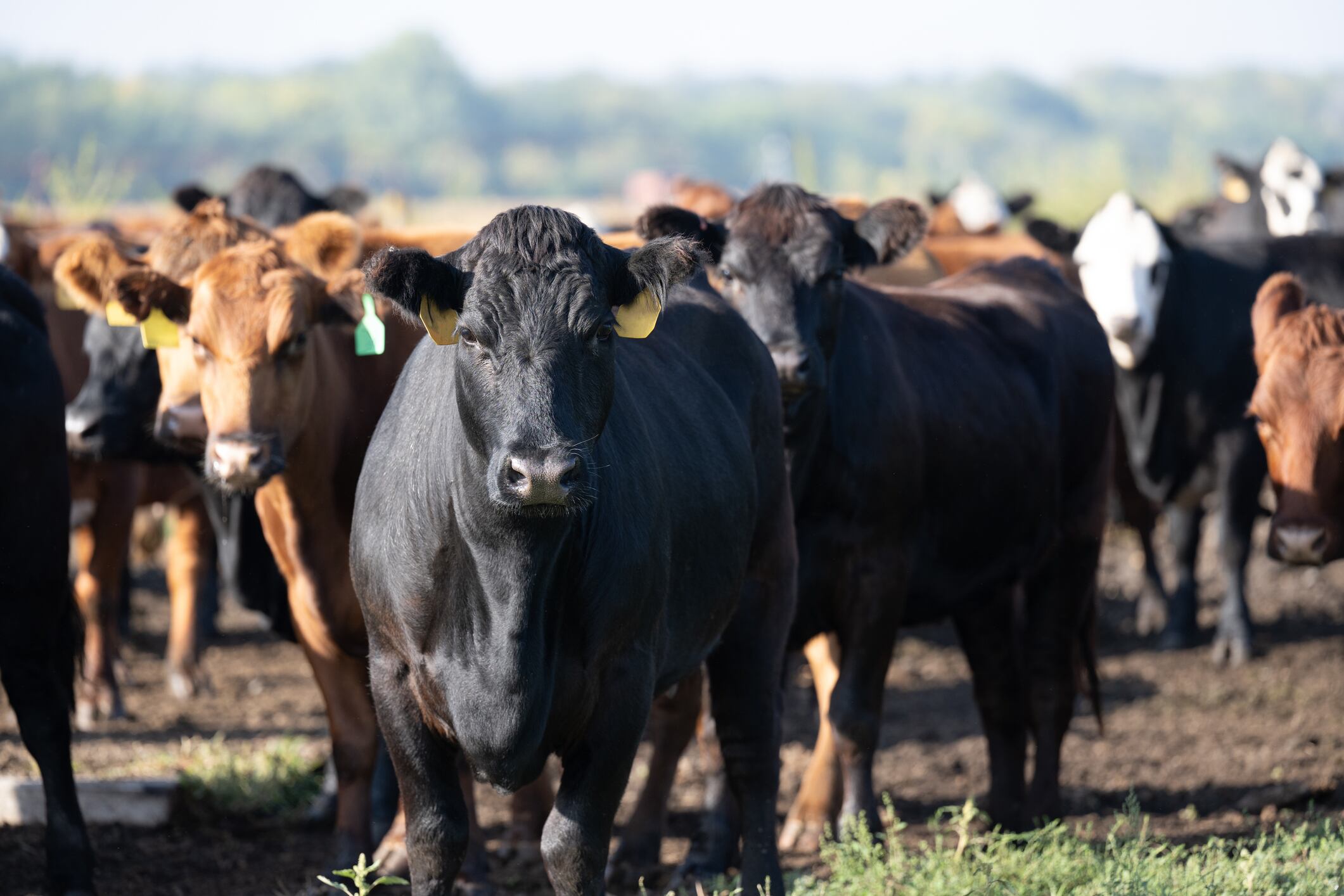 Beef cows USA