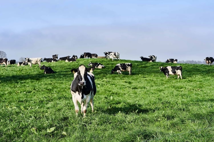Olam Food Ingredients sets out plans for New Zealand dairy processing plant