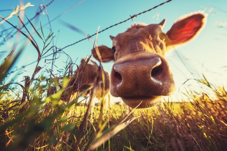 Can hot weather stop the spread of bird flu in US dairy cattle?