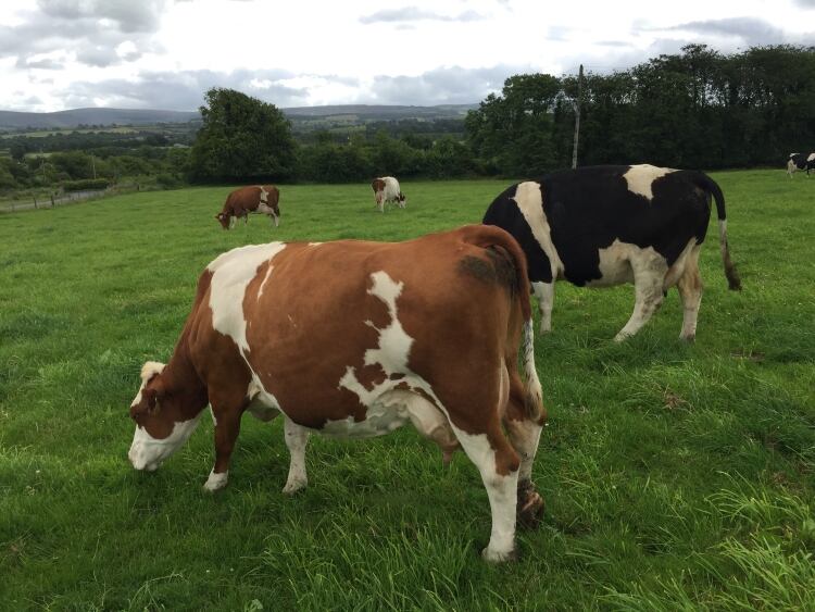 Kerry launches €6m dairy sustainability program