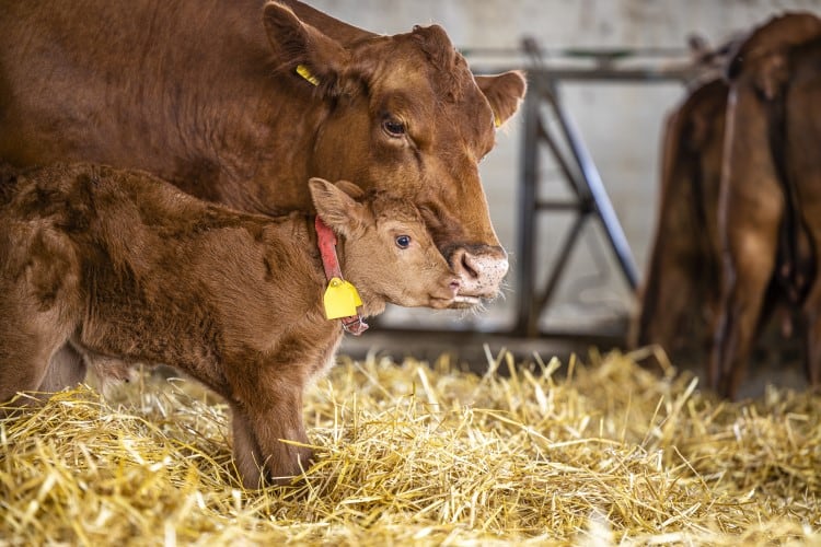 Probiotic-that-boosts-milk-yield-lowers-reproduction-diseases-is-available-in-the-US.jpg