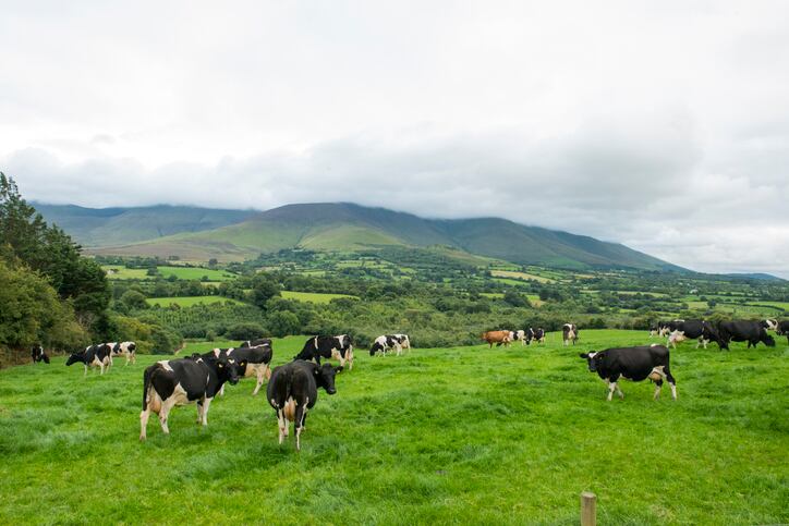 Protein and high value raw materials from grass: €9m project kicks off across Ireland and Denmark 