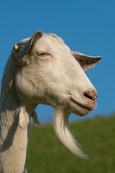 goat-michelangeloop.jpg