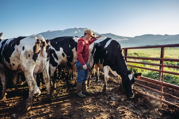 Canadian dairies line up for fourth DDPP payout as ‘full and fair’ compensation is issued