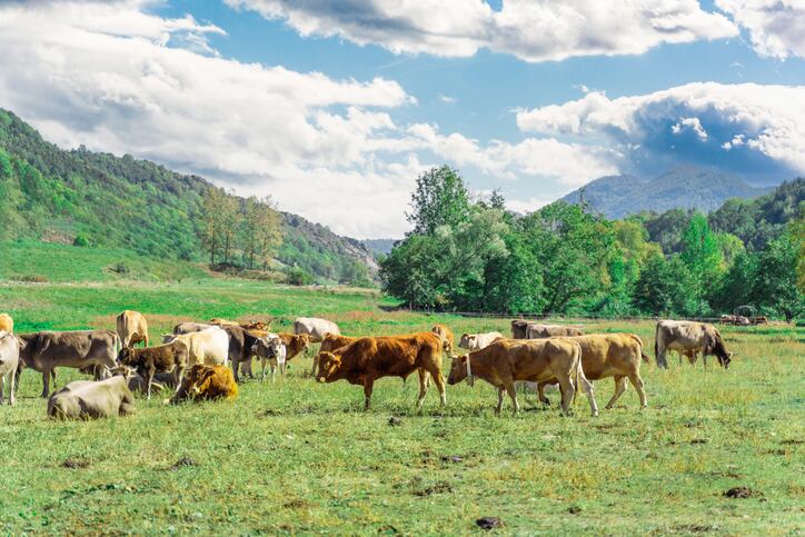Bezos Earth Fund among backers of US$5 million project focused on breeding efforts to reduce methane emissions 