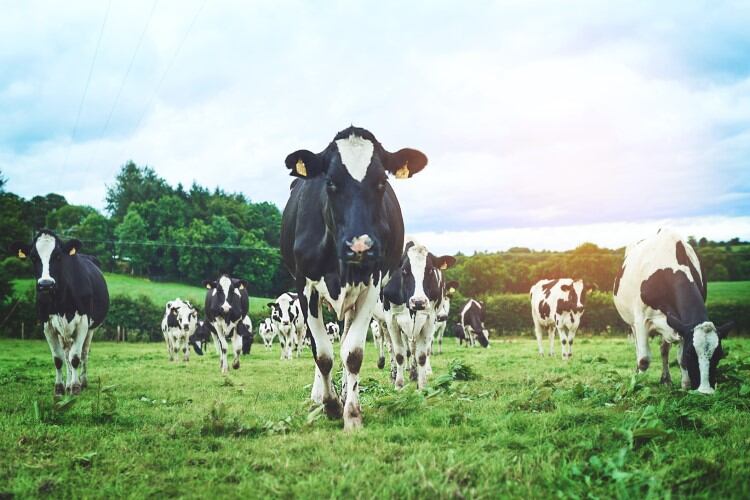 Ireland: ‘Severe’ milk price cuts ‘will wipe €2bn’ from dairy farms’ revenues in 2023