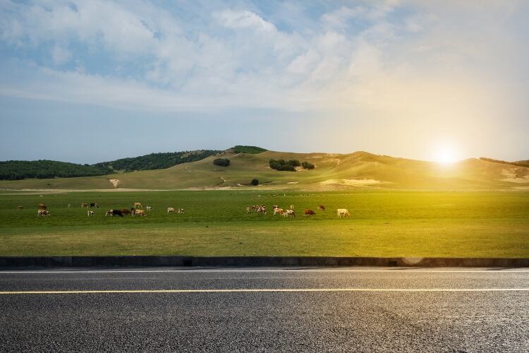 KKR invests in Chinese dairy company Adopt A Cow