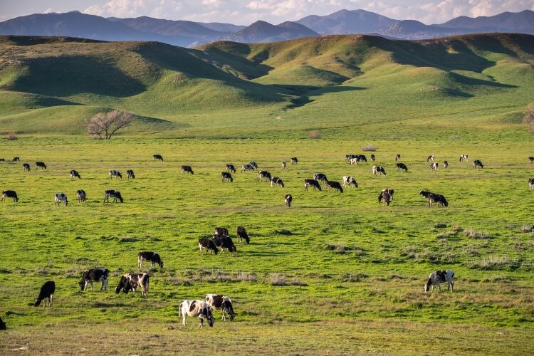 JK-Tech-launches-integrated-Smart-Dairy-Solution-in-US.jpg