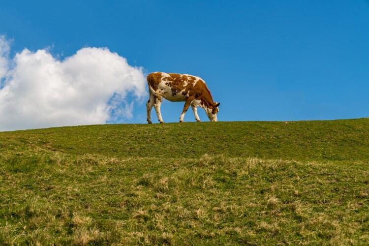 Cows that emit less methane have energy-efficient rumens, study finds