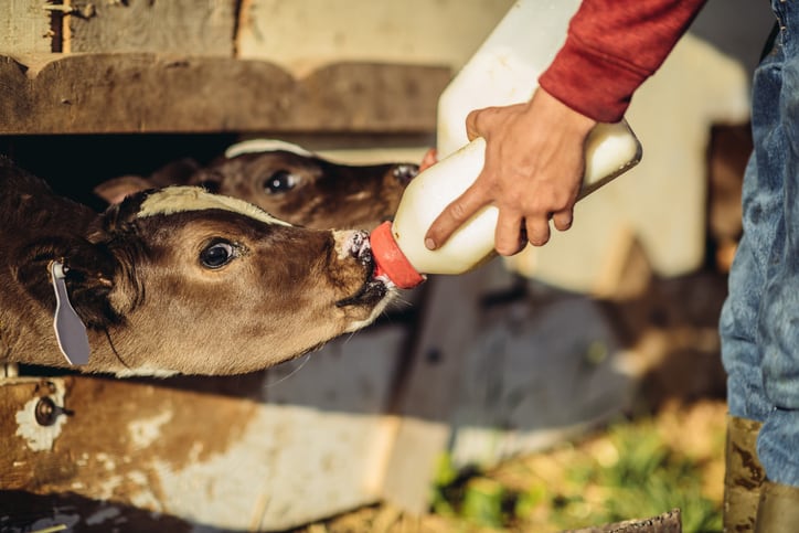 Fatty acid insights: Is the stage set for a paradigm shift in calf nutrition?