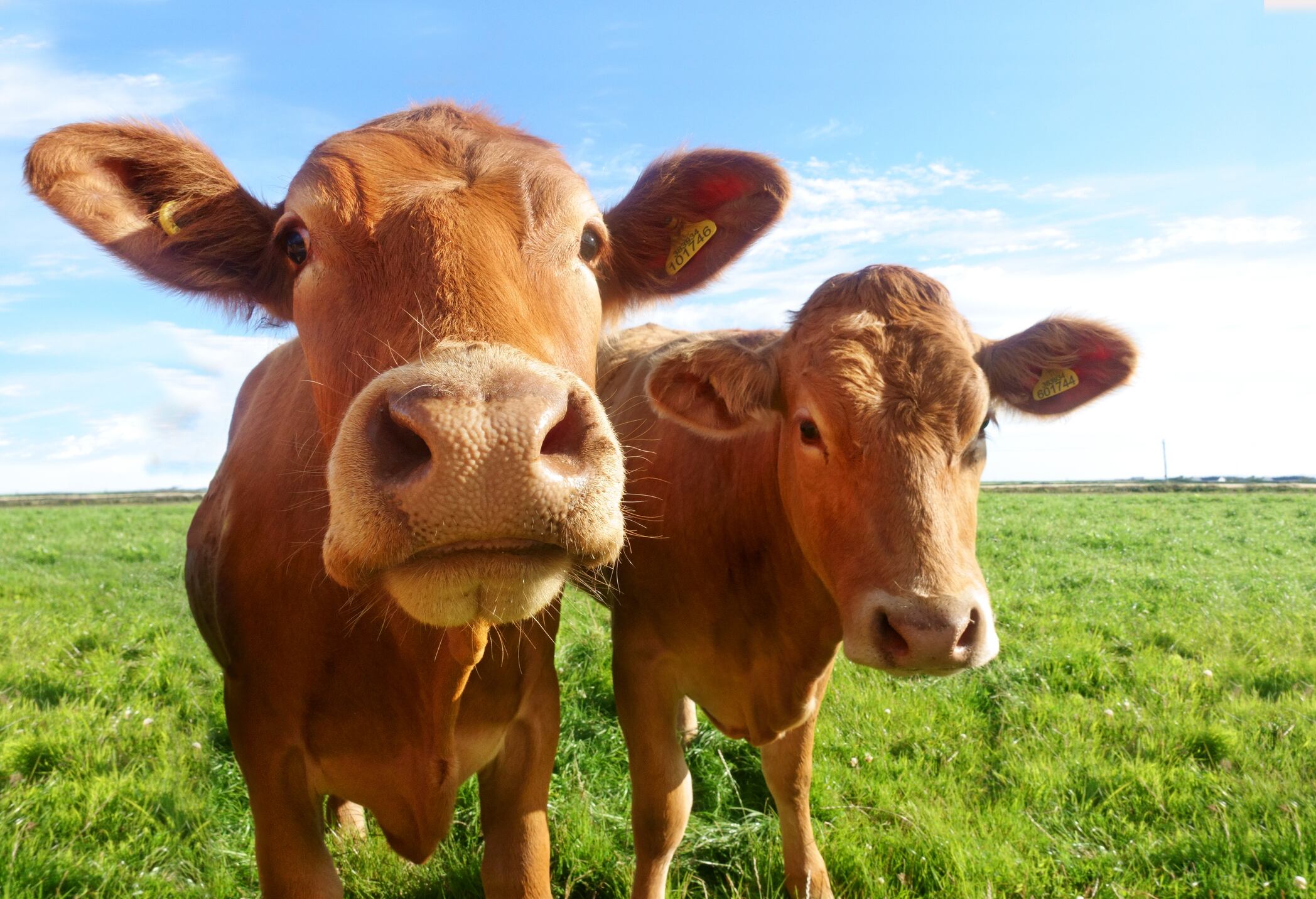 The US could see dairy farms drop to under 20,000.