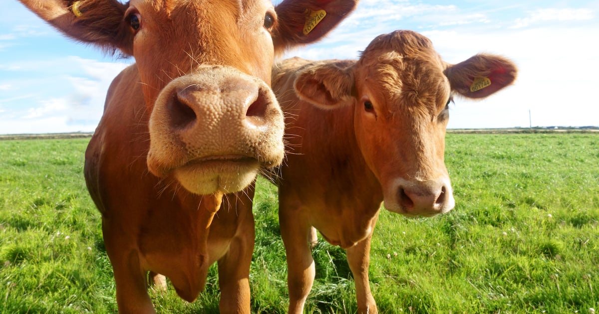 US dairy farm numbers set to fall below 20,000 amid industry consolidation