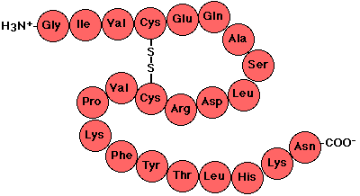 amino-acid.png