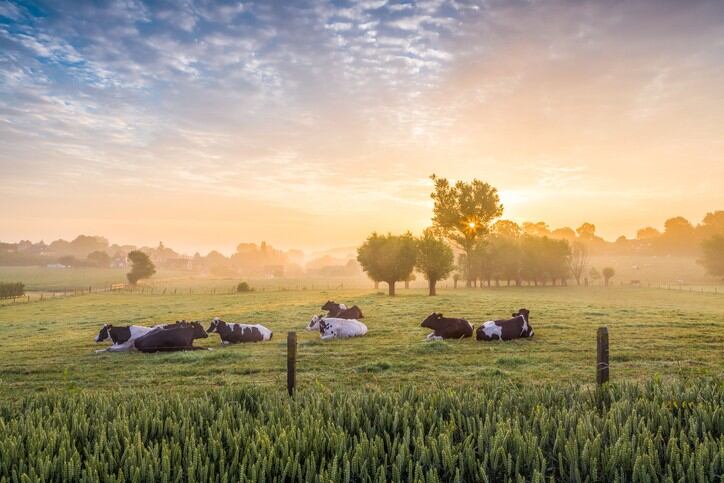Soaring costs spark UK Dairy Roadmap net zero delay: ‘Reducing our carbon footprint might be falling down the agenda for many farmers’
