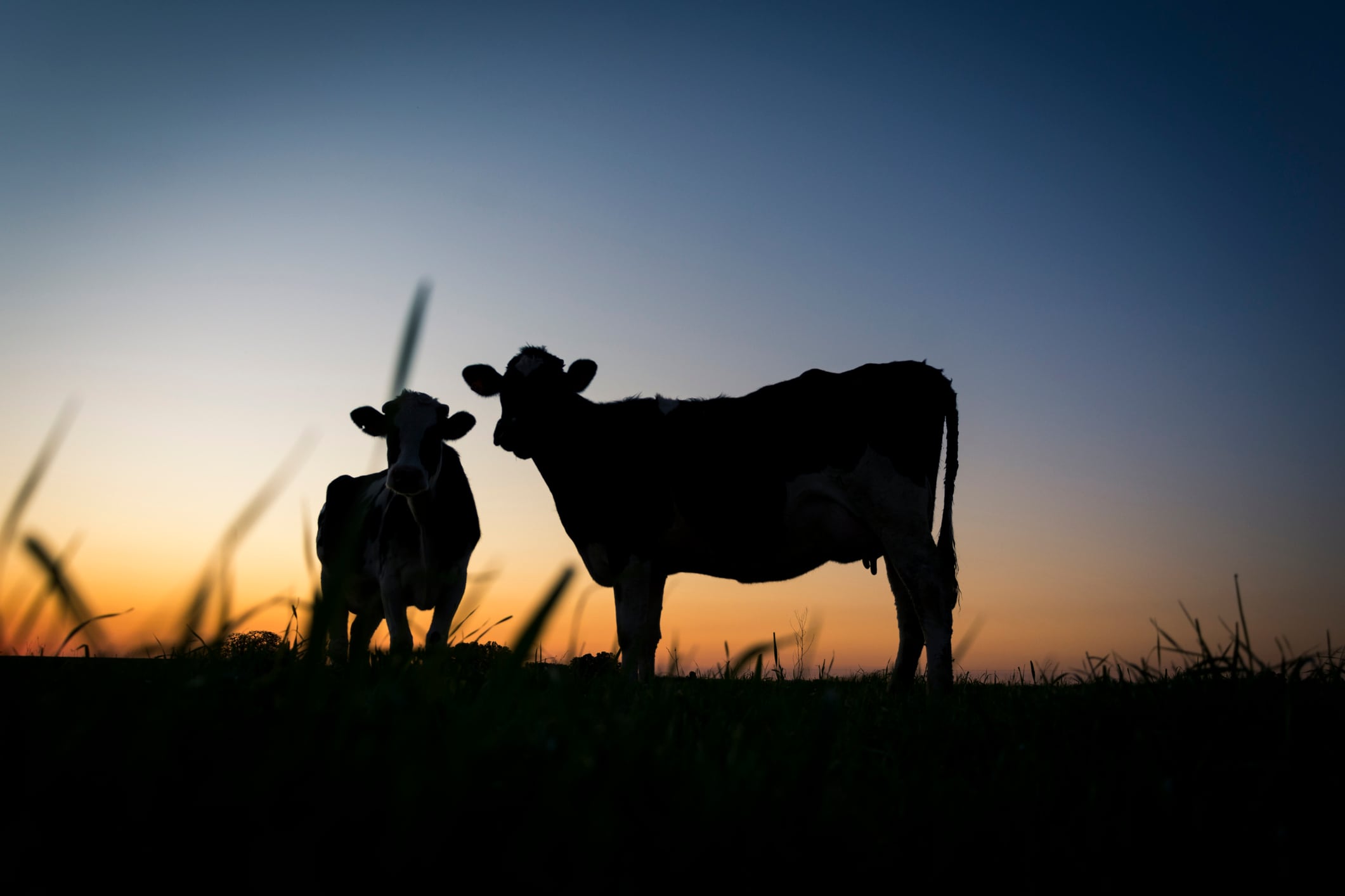 Two Holstein cows graze against the sunset.