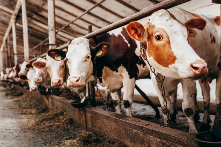 ﻿Precision tech to help researchers gain ‘unprecedented’ insight into cow heat stress factors