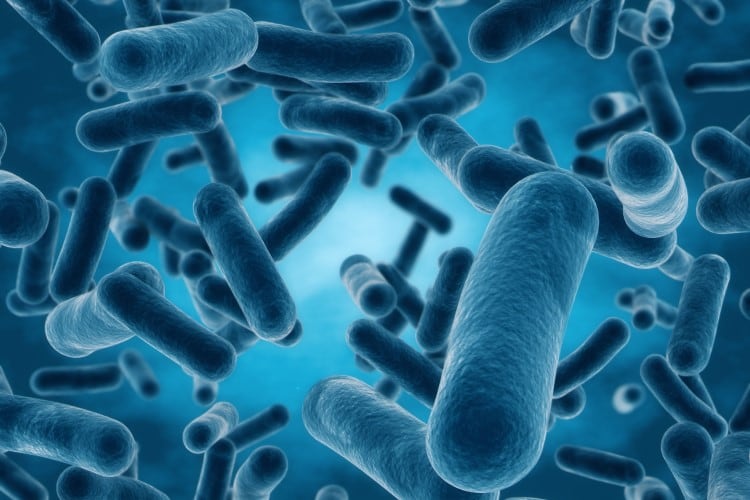 US: Raw cheddar cheese linked to multi-state E. coli outbreak