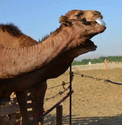 camels.jpg