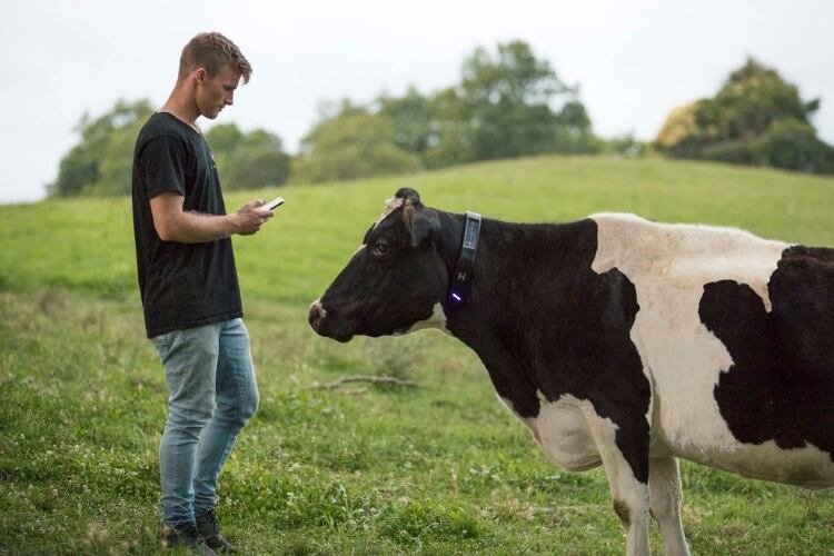 Kiwi-start-up-pioneers-collar-for-remote-controlled-cows.jpg