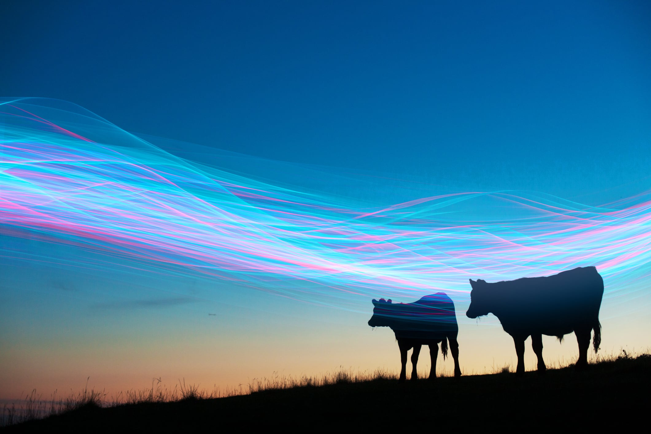 From gut instinct to data-driven decision making: How AI is shaping the future of dairy